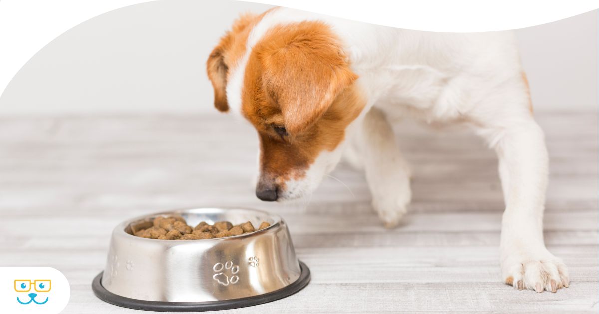Help! My Dog is a Picky Eater! How to Know if Your Pet is Getting the Right Nutrients