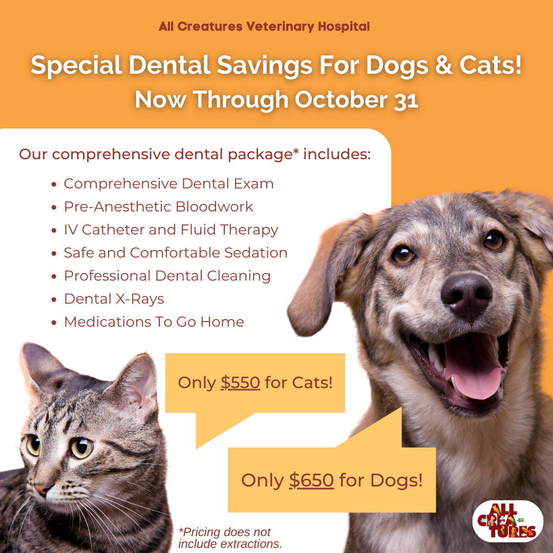 Affordable Dog Cat Dental Packages Vallejo