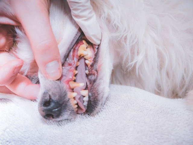 Dog Dental at All Creatures Animal Hospital