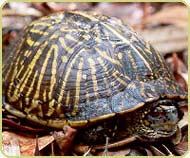 Diet for Box Turtles