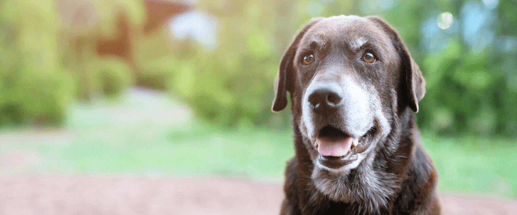 Arthritis In Dogs & Cats